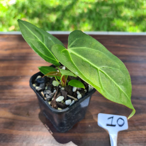 #10 Anthurium Magnificum Hybrid x