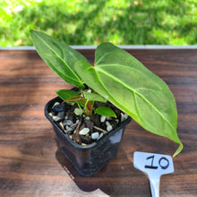Load image into Gallery viewer, #10 Anthurium Magnificum Hybrid x