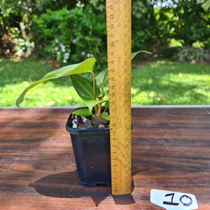 #10 Anthurium Magnificum Hybrid x