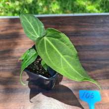 Load image into Gallery viewer, #106 Anthurium Magnificum Hybrid x - Narrow