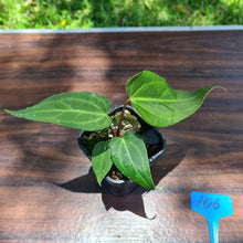Load image into Gallery viewer, #106 Anthurium Magnificum Hybrid x - Narrow