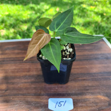 Load image into Gallery viewer, #151 Anthurium Magnificum Hybrid x - 2 heads