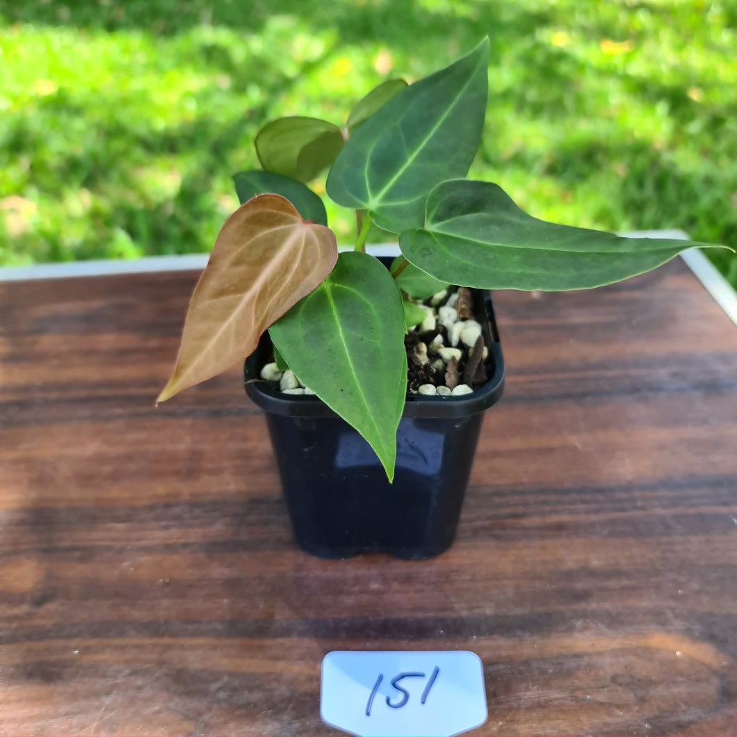 #151 Anthurium Magnificum Hybrid x - 2 heads