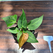 Load image into Gallery viewer, #151 Anthurium Magnificum Hybrid x - 2 heads