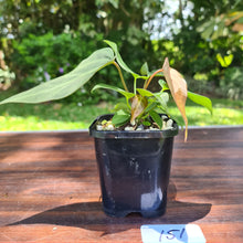 Load image into Gallery viewer, #151 Anthurium Magnificum Hybrid x - 2 heads
