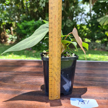 Load image into Gallery viewer, #151 Anthurium Magnificum Hybrid x - 2 heads