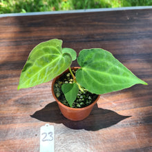Load image into Gallery viewer, #23 Dark Anthurium Complex hybrid