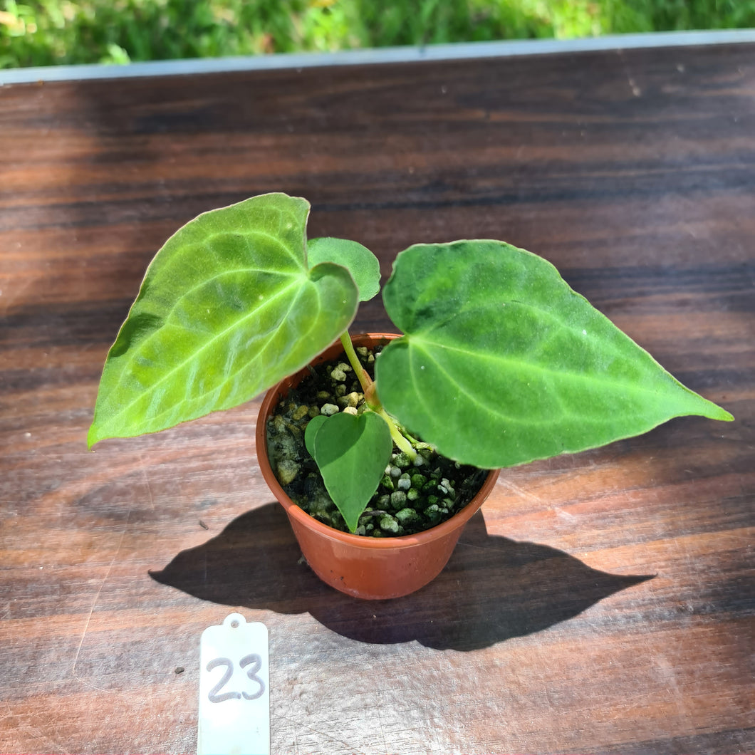 #23 Dark Anthurium Complex hybrid