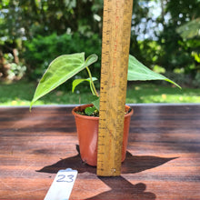 Load image into Gallery viewer, #23 Dark Anthurium Complex hybrid