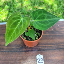 Load image into Gallery viewer, #23 Dark Anthurium Complex hybrid