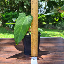 Load image into Gallery viewer, #57 Anthurium Magnificum Hybrid x - Narrow