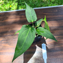 Load image into Gallery viewer, #57 Anthurium Magnificum Hybrid x - Narrow