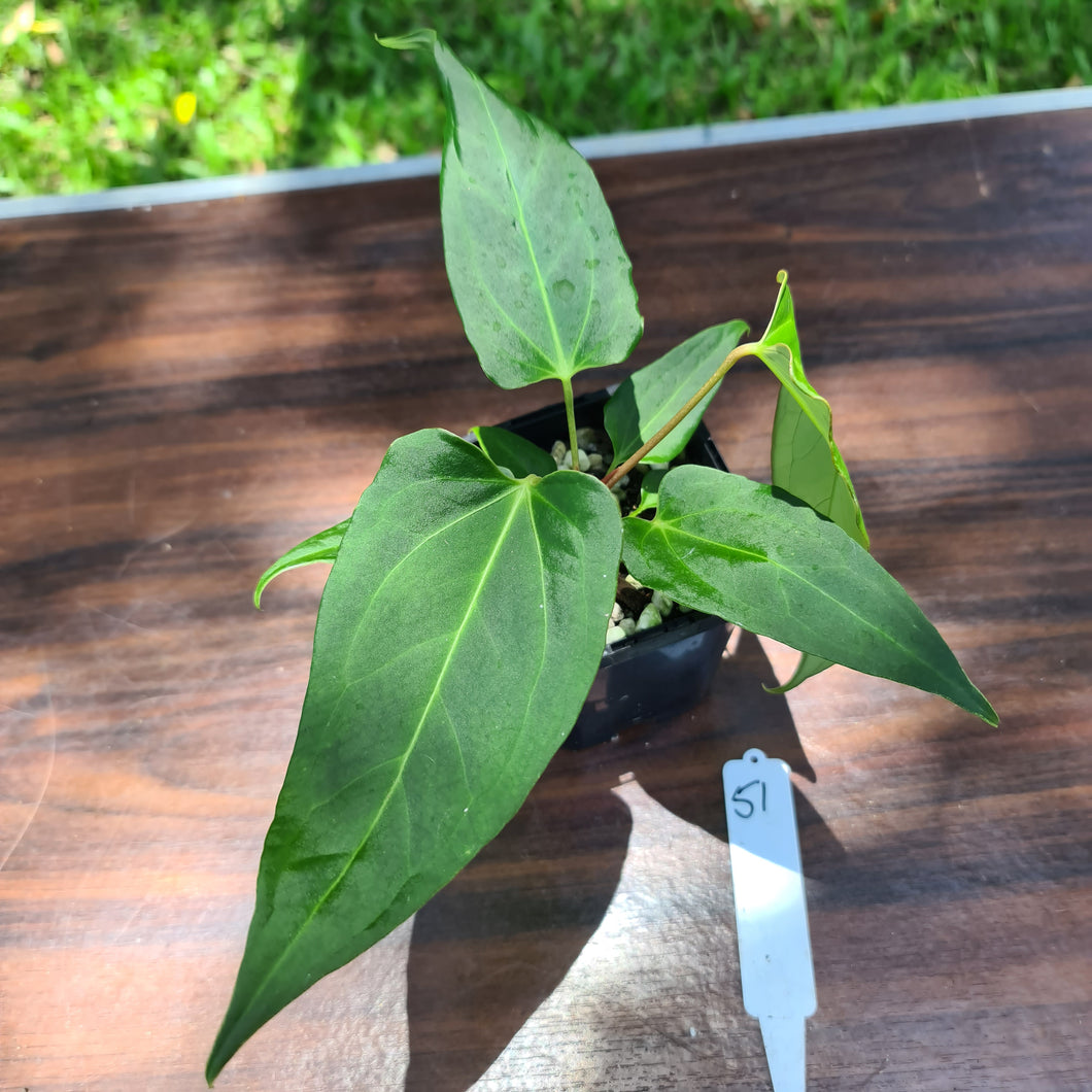 #57 Anthurium Magnificum Hybrid x - Narrow