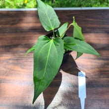 Load image into Gallery viewer, #57 Anthurium Magnificum Hybrid x - Narrow