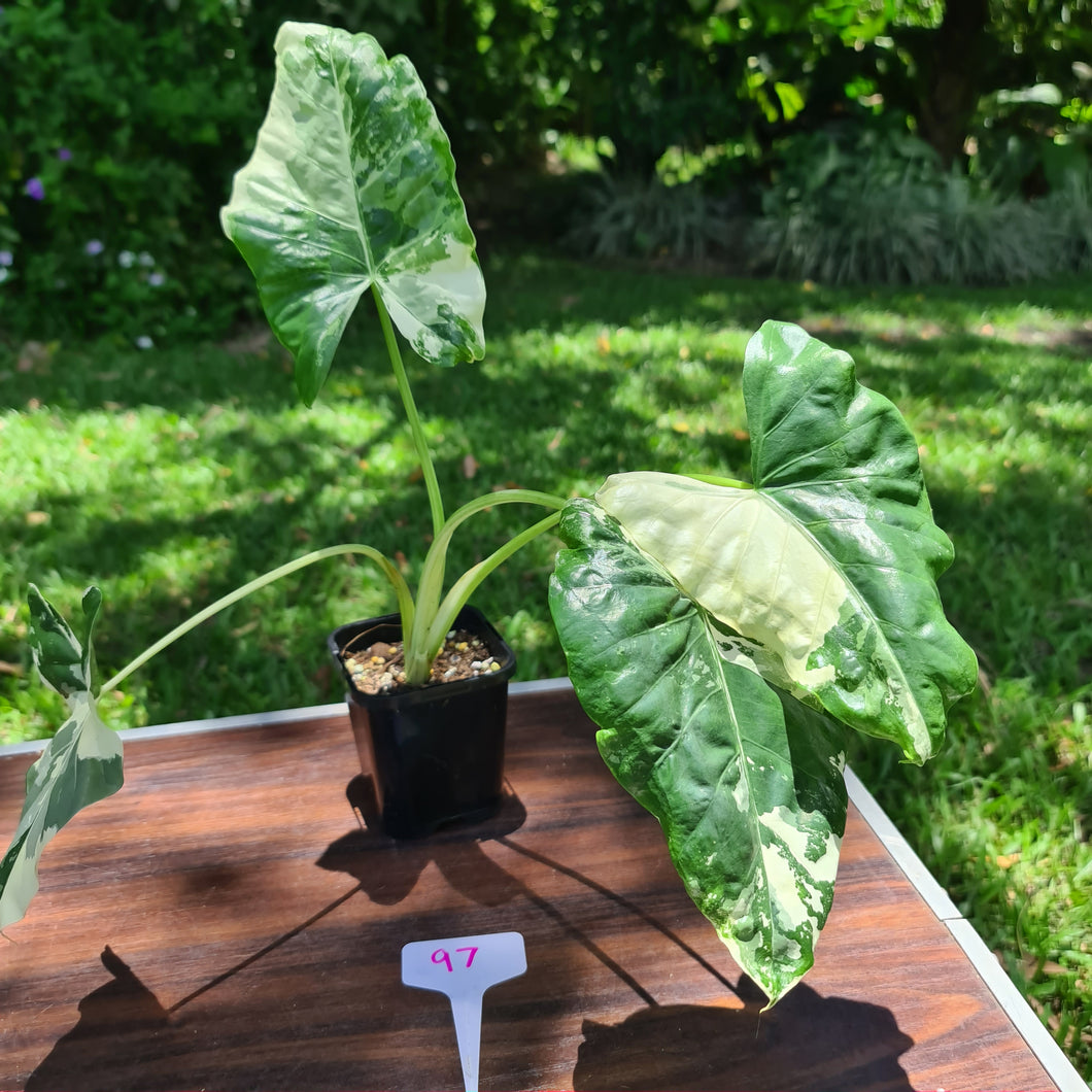 #97 Variegated Alocasia Macrorrhiza