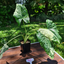 Load image into Gallery viewer, #97 Variegated Alocasia Macrorrhiza