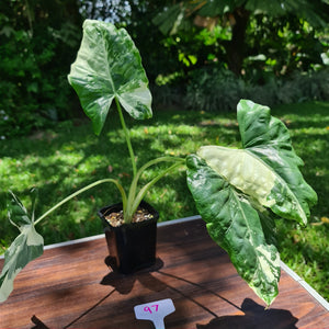 #97 Variegated Alocasia Macrorrhiza