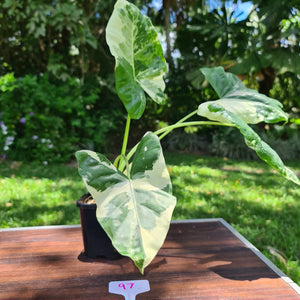 #97 Variegated Alocasia Macrorrhiza