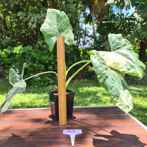 #97 Variegated Alocasia Macrorrhiza