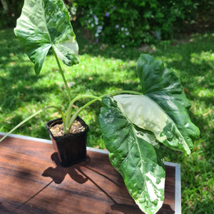 #97 Variegated Alocasia Macrorrhiza