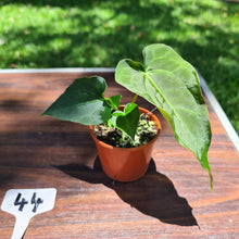 Load image into Gallery viewer, #44 Dark Anthurium Complex hybrid