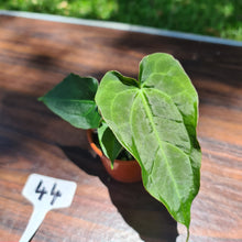 Load image into Gallery viewer, #44 Dark Anthurium Complex hybrid