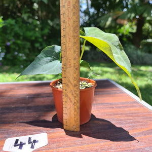 #44 Dark Anthurium Complex hybrid