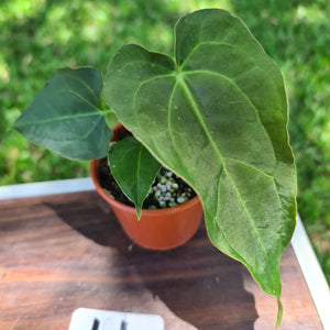 #44 Dark Anthurium Complex hybrid