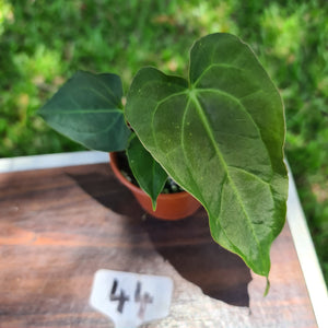 #44 Dark Anthurium Complex hybrid