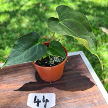 Load image into Gallery viewer, #44 Dark Anthurium Complex hybrid