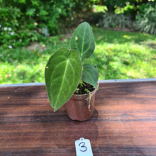 Load image into Gallery viewer, #3  Dark Anthurium Complex hybrid