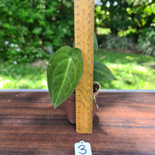 Load image into Gallery viewer, #3  Dark Anthurium Complex hybrid