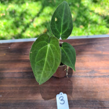 Load image into Gallery viewer, #3  Dark Anthurium Complex hybrid