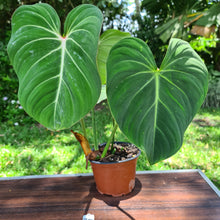 Load image into Gallery viewer, #30 Philodendron Gloriosum