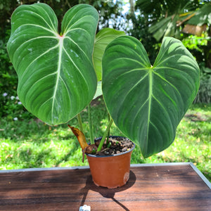 #30 Philodendron Gloriosum