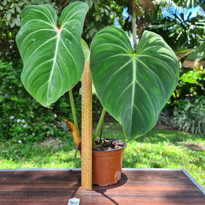 #30 Philodendron Gloriosum