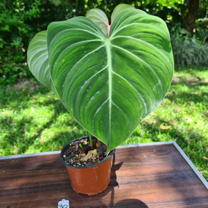 #30 Philodendron Gloriosum