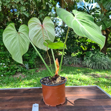 Load image into Gallery viewer, #30 Philodendron Gloriosum