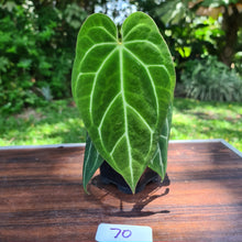 Load image into Gallery viewer, #70 Anthurium Crystallinum x