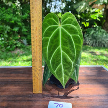 Load image into Gallery viewer, #70 Anthurium Crystallinum x