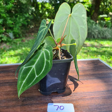 Load image into Gallery viewer, #70 Anthurium Crystallinum x