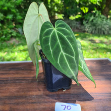 Load image into Gallery viewer, #70 Anthurium Crystallinum x