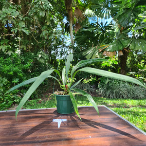 #154 Anthurium Bakeri - Seeding