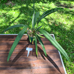 #154 Anthurium Bakeri - Seeding