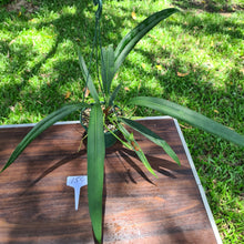 Load image into Gallery viewer, #154 Anthurium Bakeri - Seeding