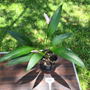 #132 Anthurium Amnicola