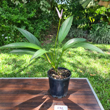 Load image into Gallery viewer, #132 Anthurium Amnicola