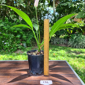 #132 Anthurium Amnicola