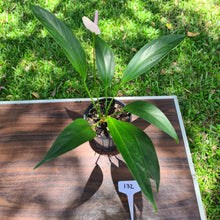 Load image into Gallery viewer, #132 Anthurium Amnicola