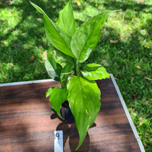 Load image into Gallery viewer, #19 Aglaonema Modestum Variegatum - 2 x heads